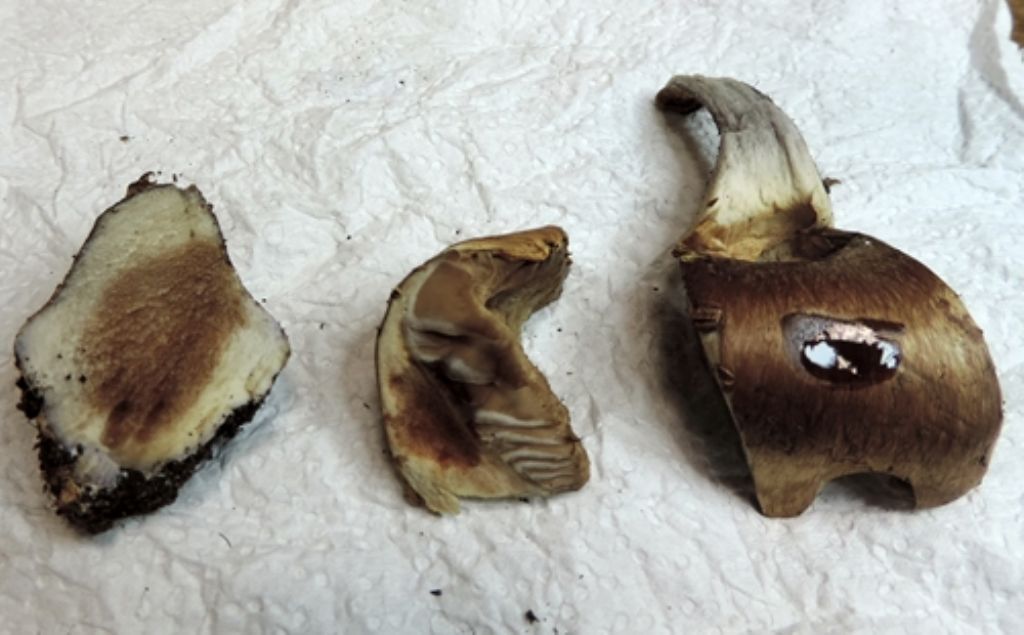 Cortinarius di faggio